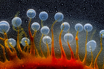 Von Cotu: Favorites: Dream Wave