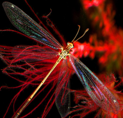 Von Cotu: Favorites: Surveillance