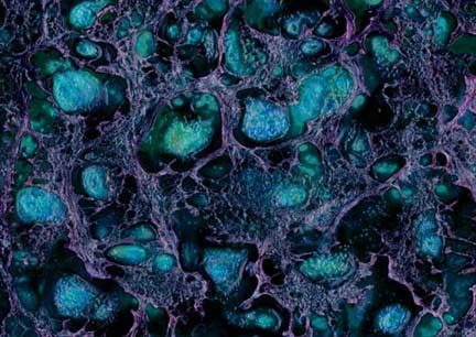 Von Cotu: Favorites: Turquoise Dream