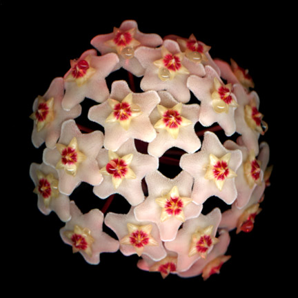 Von Cotu: Favorites: Star Flower 1